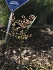 Rhynchospora corniculata
