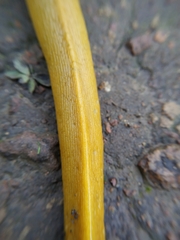 Ariolimax brachyphallus