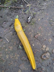 Ariolimax brachyphallus