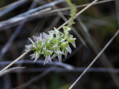 Polygala cruciata