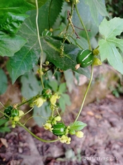 Diplocyclos palmatus