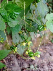 Diplocyclos palmatus