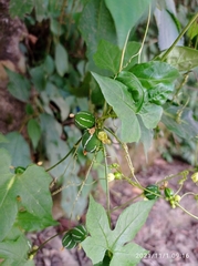 Diplocyclos palmatus