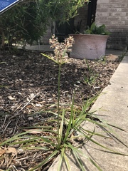 Rhynchospora corniculata