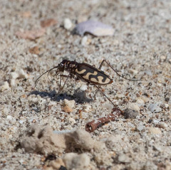 Cicindela carthagena