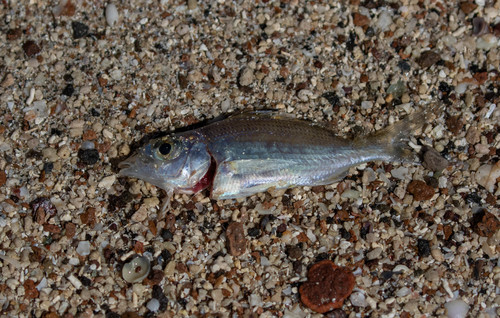 Graceful mojarra (Eucinostomus gracilis) — Gerreidae — 4