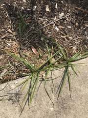 Rhynchospora corniculata