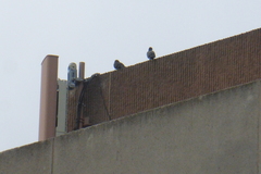 Columba livia domestica