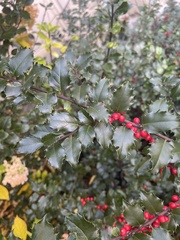 Ilex × meserveae
