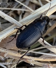 Anisodactylus rusticus