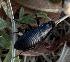 Anisodactylus rusticus