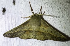 Antictenia punctunculus