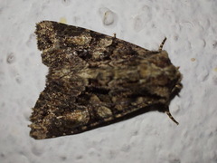Dryobotodes tenebrosa