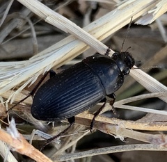 Anisodactylus rusticus