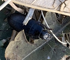 Anisodactylus rusticus