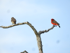 Pyrocephalus rubinus rubinus