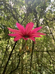 Passiflora antioquiensis