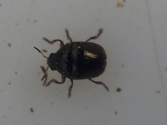 Ditropidus compactus