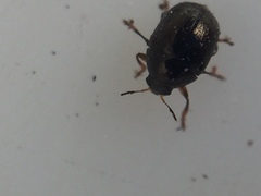 Ditropidus compactus