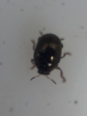 Ditropidus compactus