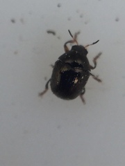 Ditropidus compactus