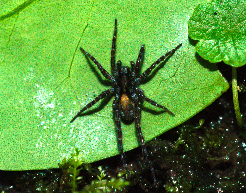 Arctosa sapiranga