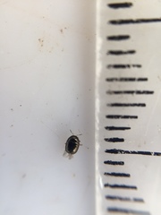 Ditropidus compactus