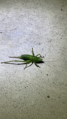Belocephalus