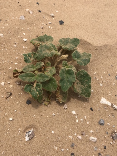 Sanddune Unicorn Plant (Proboscidea sabulosa)
