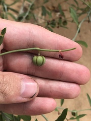 Phyllanthus warnockii
