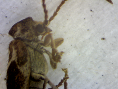 Ptinomorphus imperialis