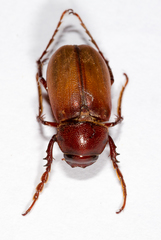 Diplotaxini