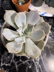 Echeveria lilacina