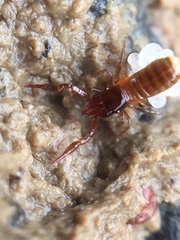 Maorichthonius mortenseni