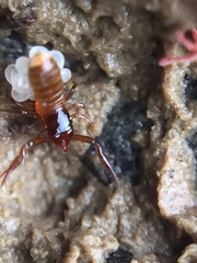 Maorichthonius mortenseni