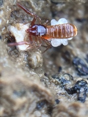 Maorichthonius mortenseni