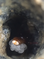 Maorichthonius mortenseni