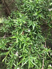 Kunzea peduncularis
