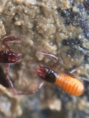 Maorichthonius mortenseni