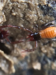 Maorichthonius mortenseni