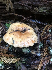 Lactarius aestivus