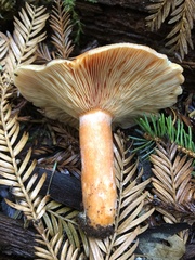 Lactarius aestivus