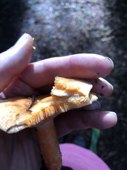 Lactarius aestivus