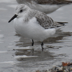 Calidris alba