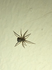 Tegenaria domestica