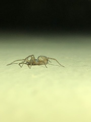 Tegenaria domestica