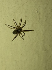 Tegenaria domestica