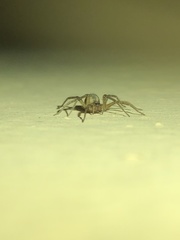 Tegenaria domestica