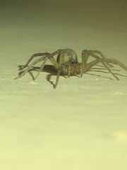 Tegenaria domestica