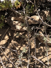 Crotalus cerastes cerastes